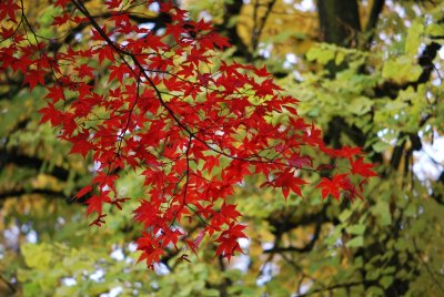 Acer palmatum 'Atropurpureum' - javor dlanitolistý - listy podzim (2)